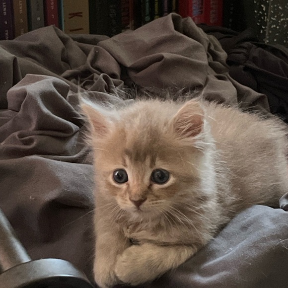 GOING LIVE NOW!!  $5 Starts! Weekly Vintage and Estate Jewelry Show - Picture 8 of 14